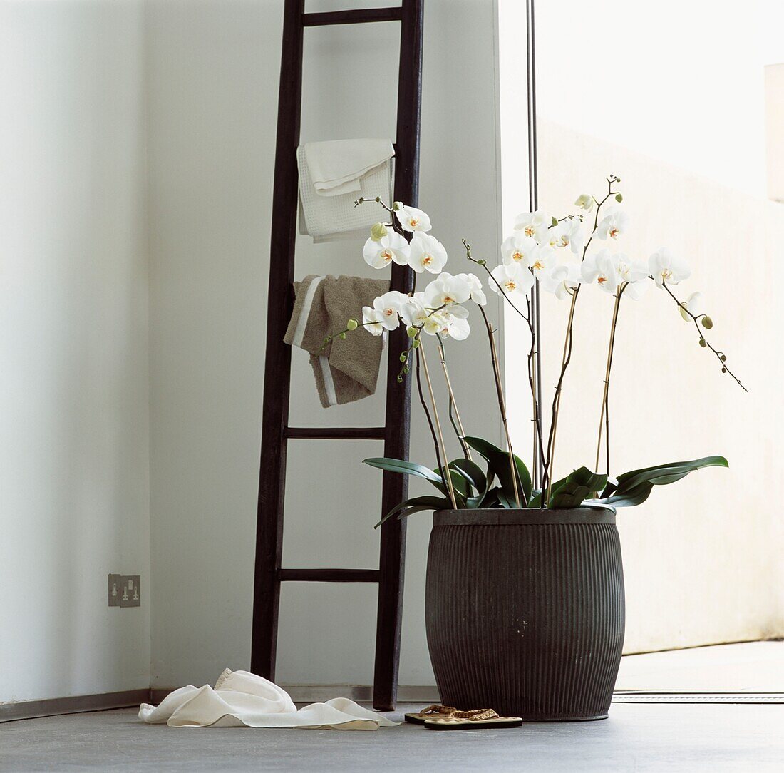 Weiße Orchideen in einer Zimmerecke mit einem Handtuchhalter aus Holz