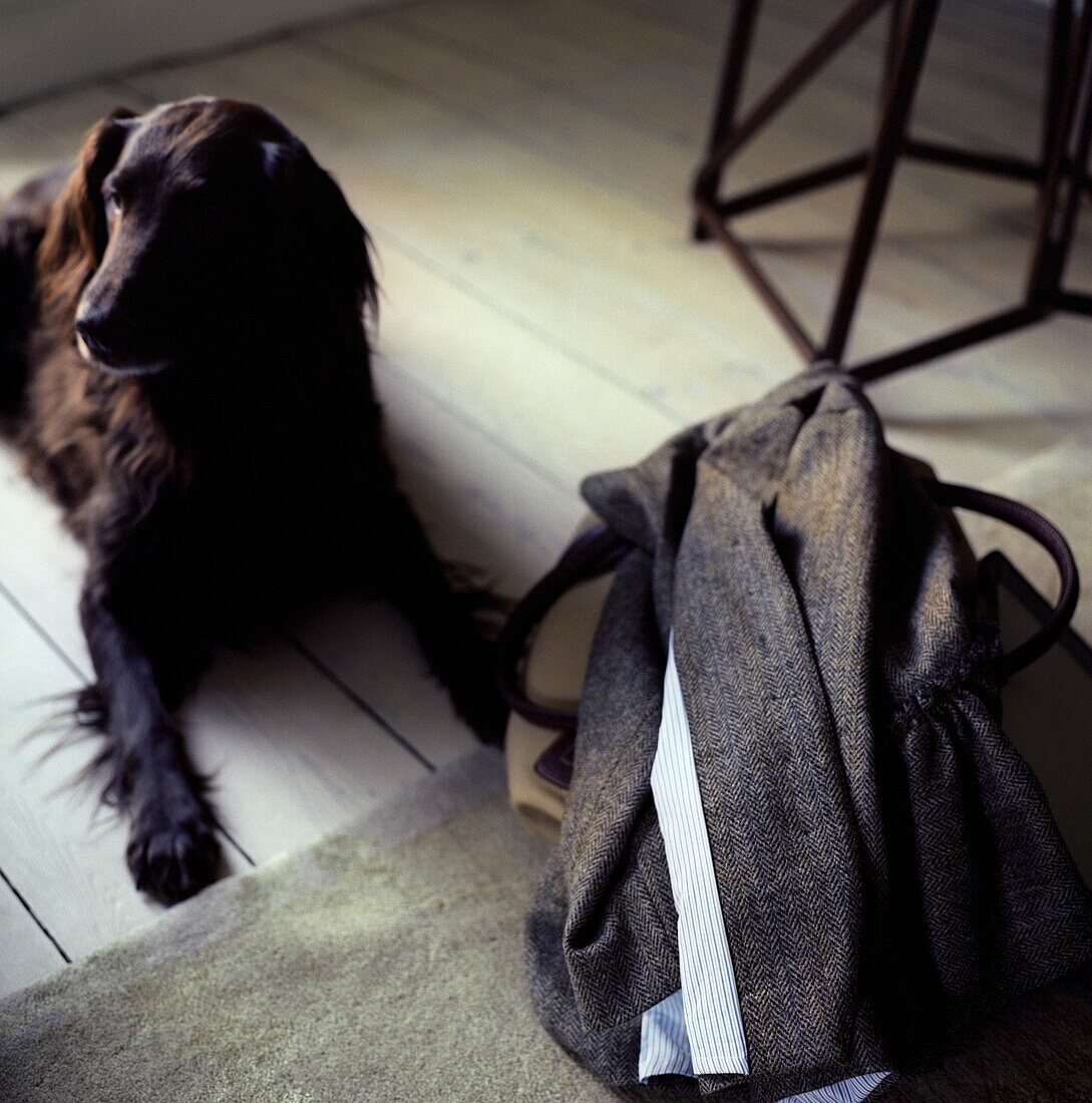 Irish Setter entspannt sich auf dem Holzboden