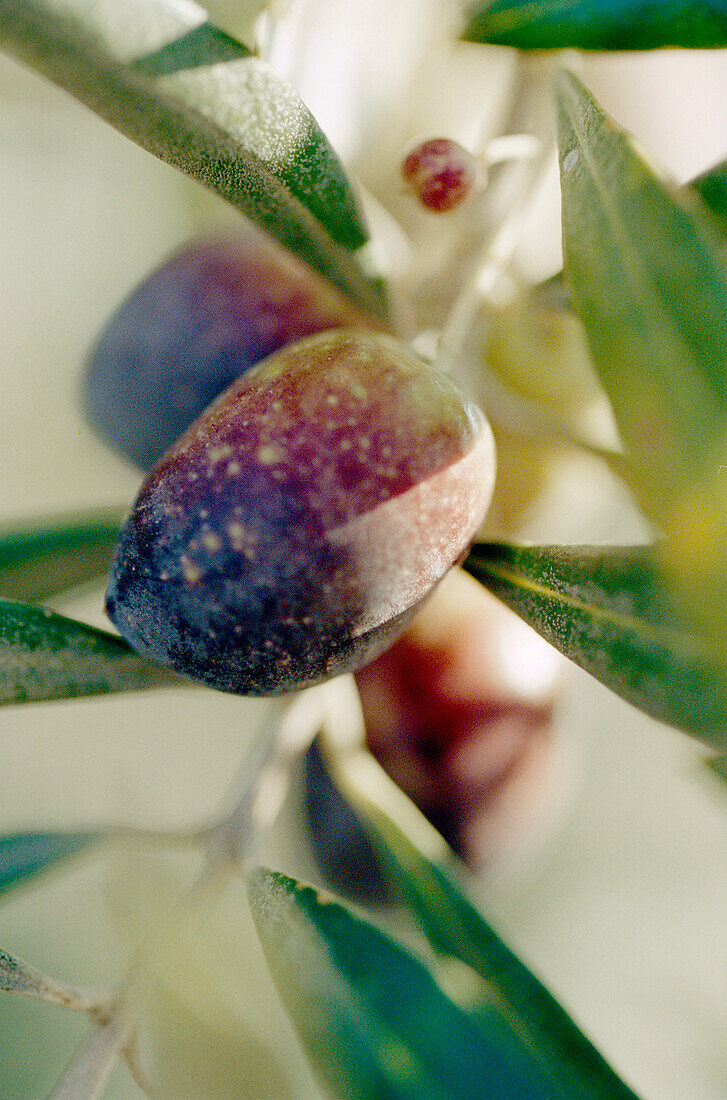 Reifende Oliven in der Landschaft um Córdoba