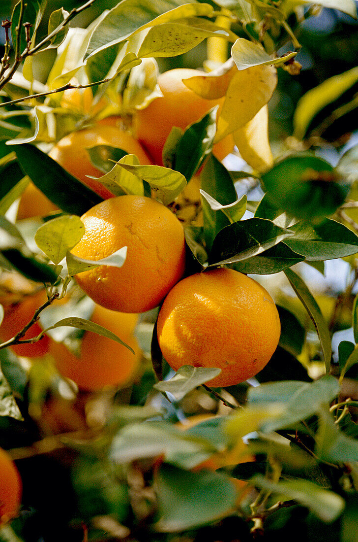 Orangen reifen an einem Baum in Valencia