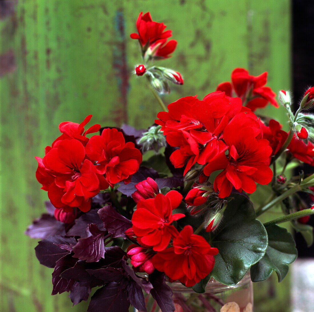 Red Geraniums-Pelargonium Caligula (Comfort) Purple basil- Ccimum basilicum Purpureum (best wishes good luck)