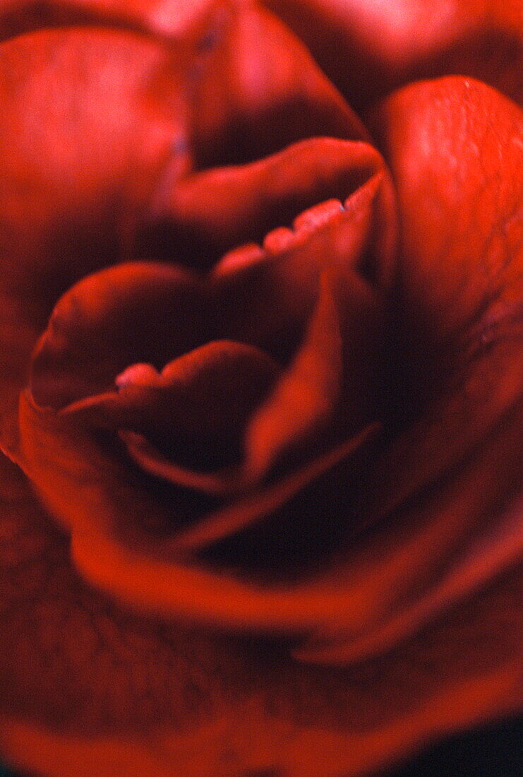 Rote Rose (Ich liebe dich)