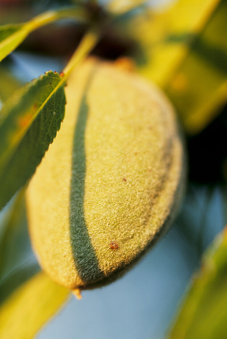 Almond growing in tree in the Guadalquivir Valley near Seville in Andalucia