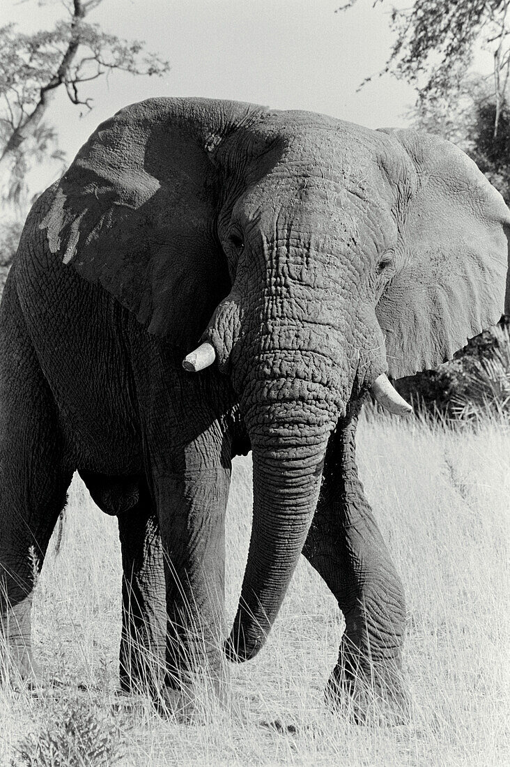African elephant in the Kruger National Park