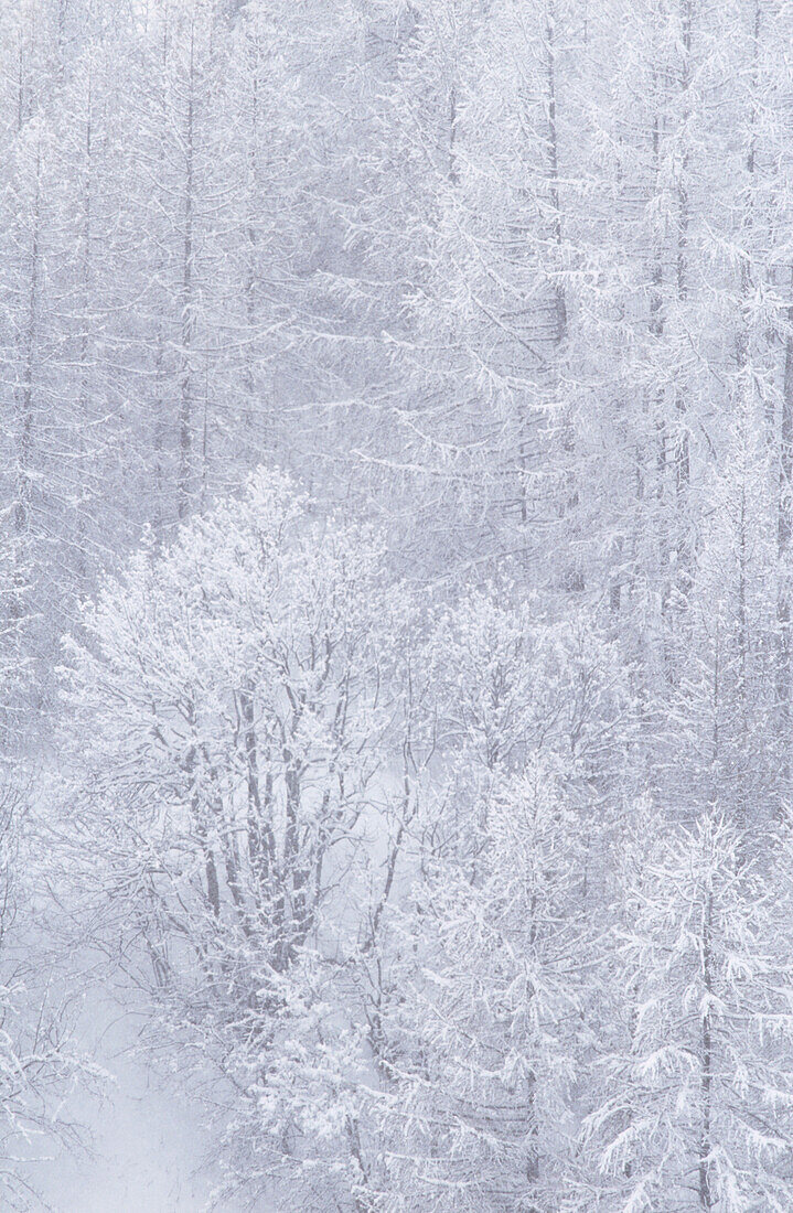 Detail eines neblig-weiß verschneiten Kiefernwaldes