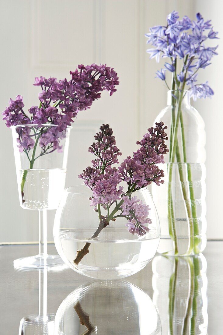 Violette Fliedersträuße (Syringa Vulgaris) und Glockenblumen (Hyacinthoides non-Scripta) in Glasvasen