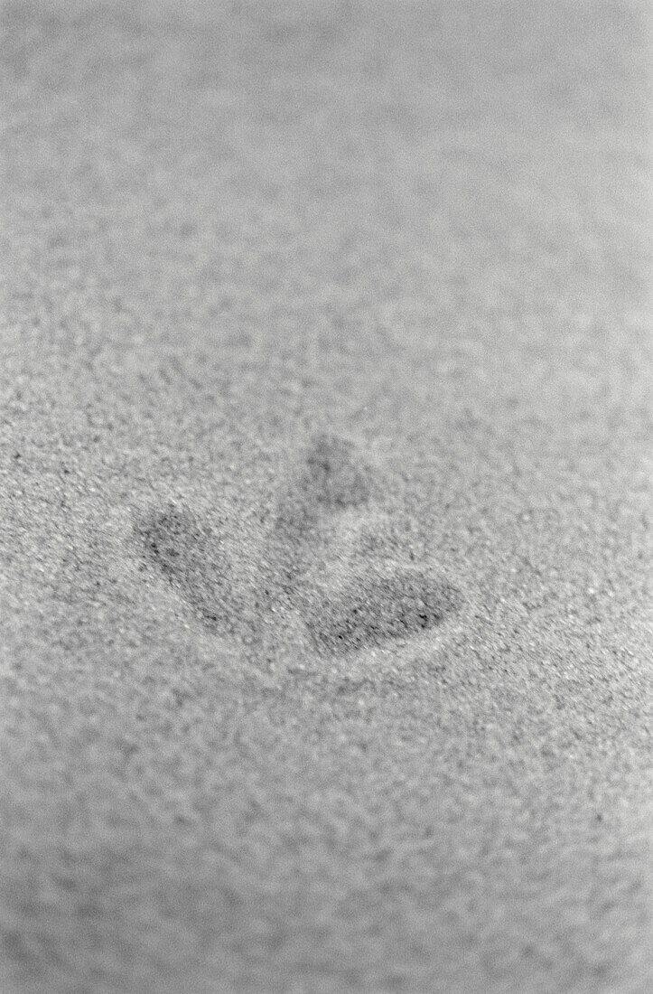 Fußabdruck eines Vogels im Sand
