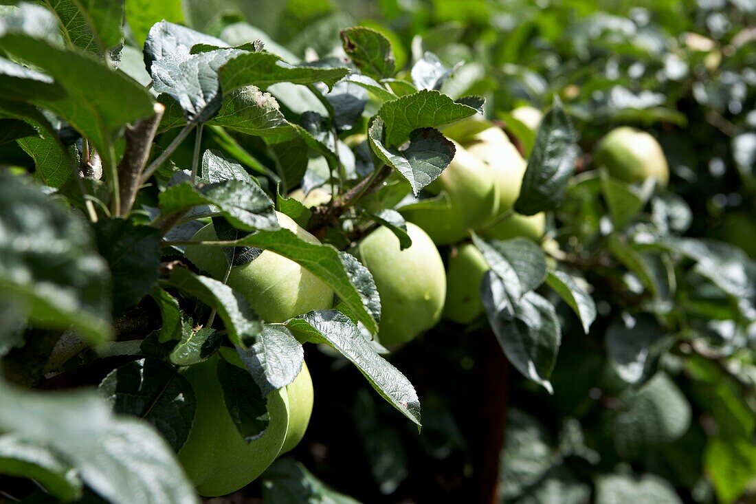 Äpfel, die auf einem Baum im Obstgarten wachsen