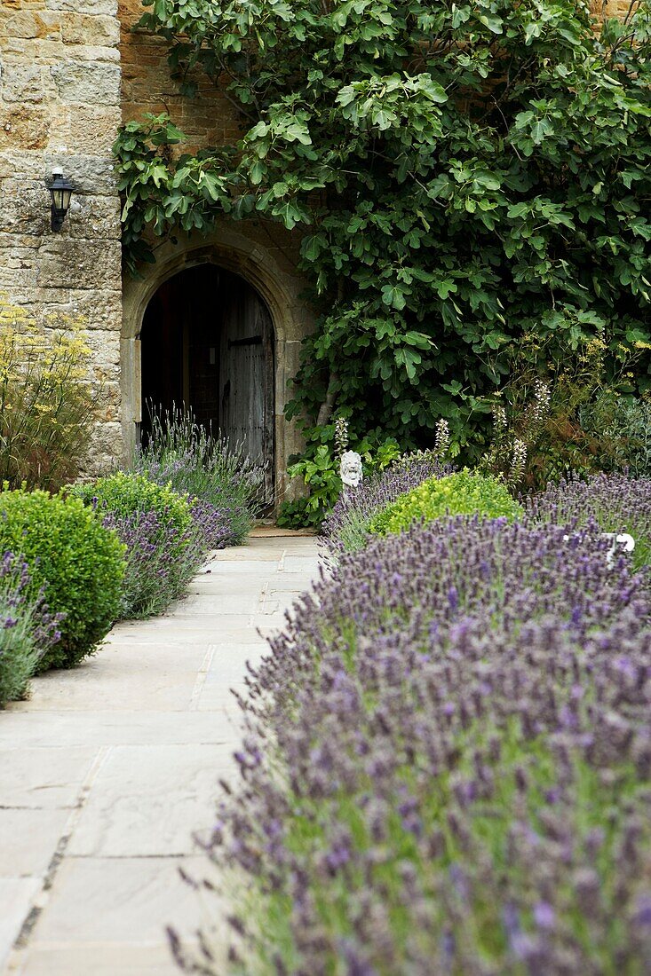 Lavendel neben dem gepflasterten Weg im ummauerten Garten