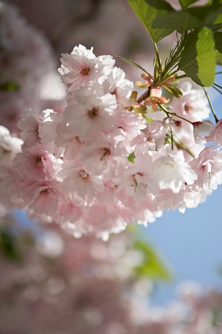 Blühende Kirschblüte (sakura) London UK