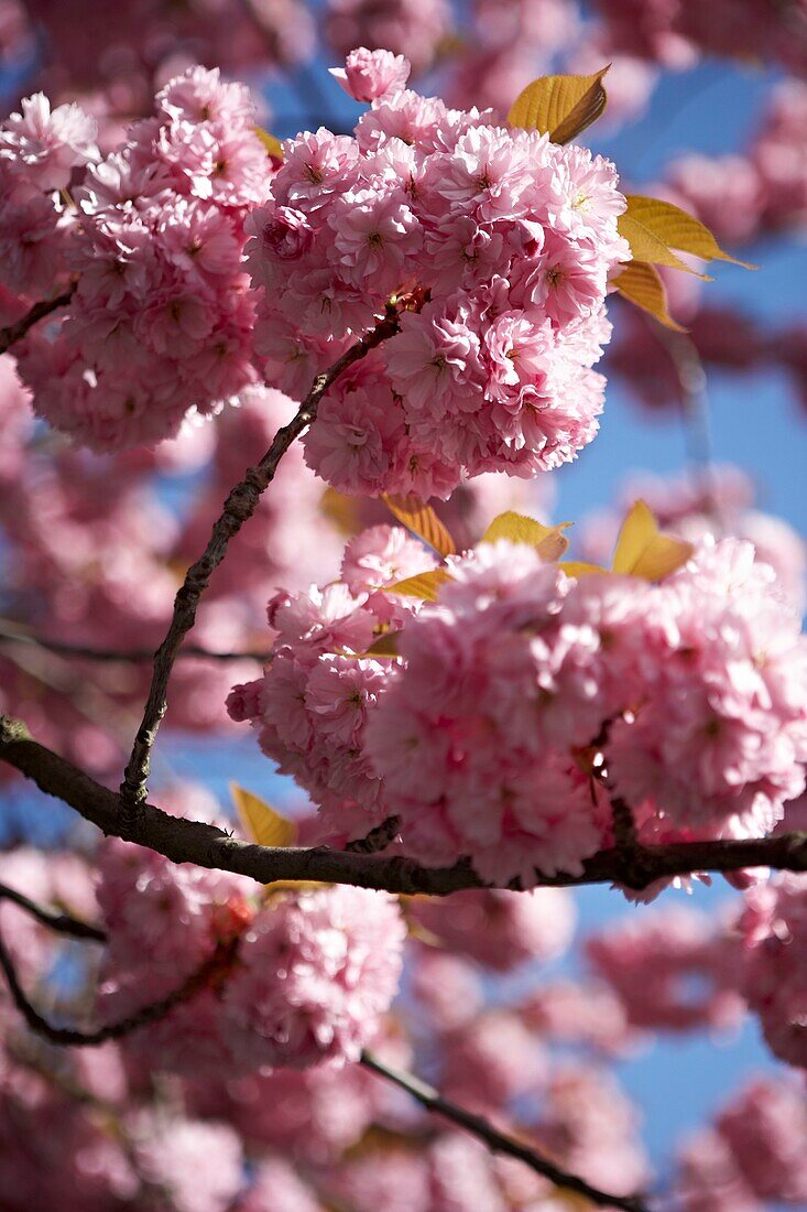 Pink flowering cherry blossom (sakura)   London   UK