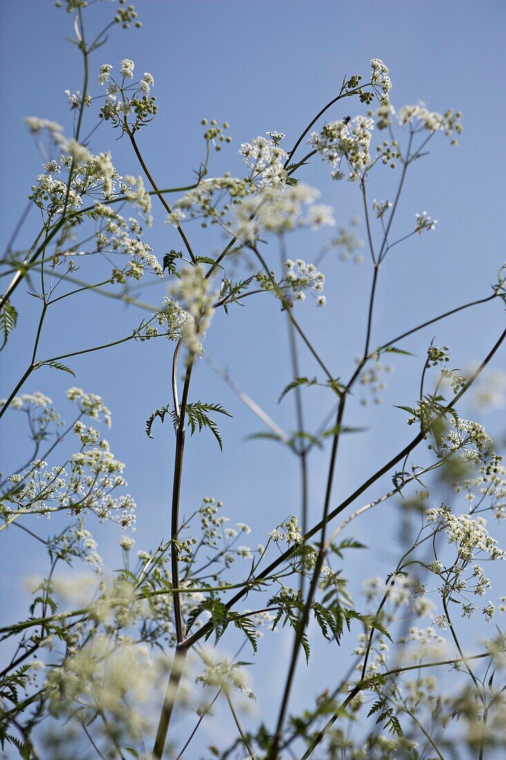 Anthriscus Sylvestris or Cow Parsley detail