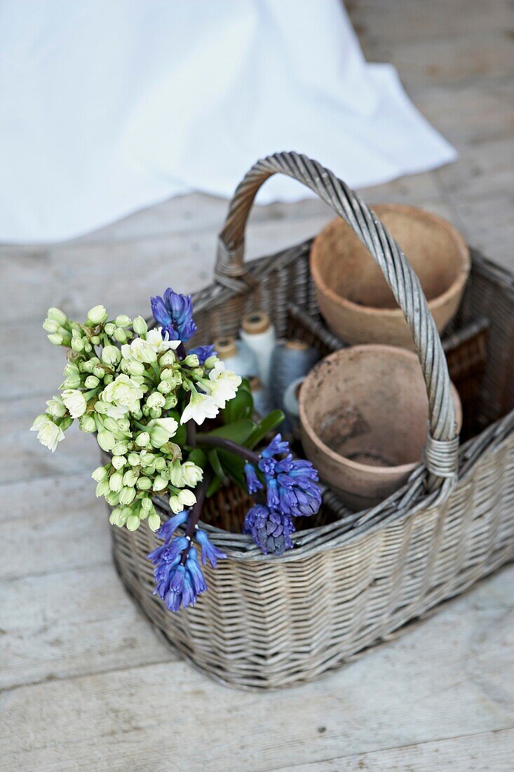 Terracotta flowerpots and cut flowers in wicker gardening basket
