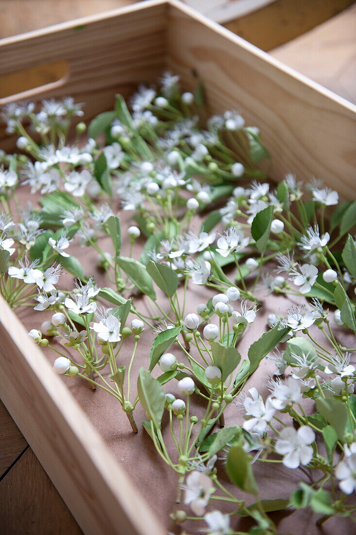 Flower blossom in wooden crate in Bordeaux apartment building,  Aquitaine,  France