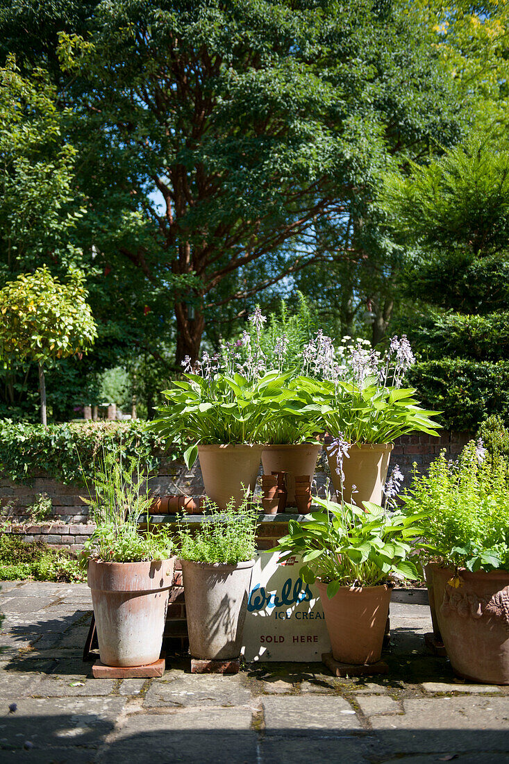 Potted plants on sunlit patio in Kent garden  England  UK