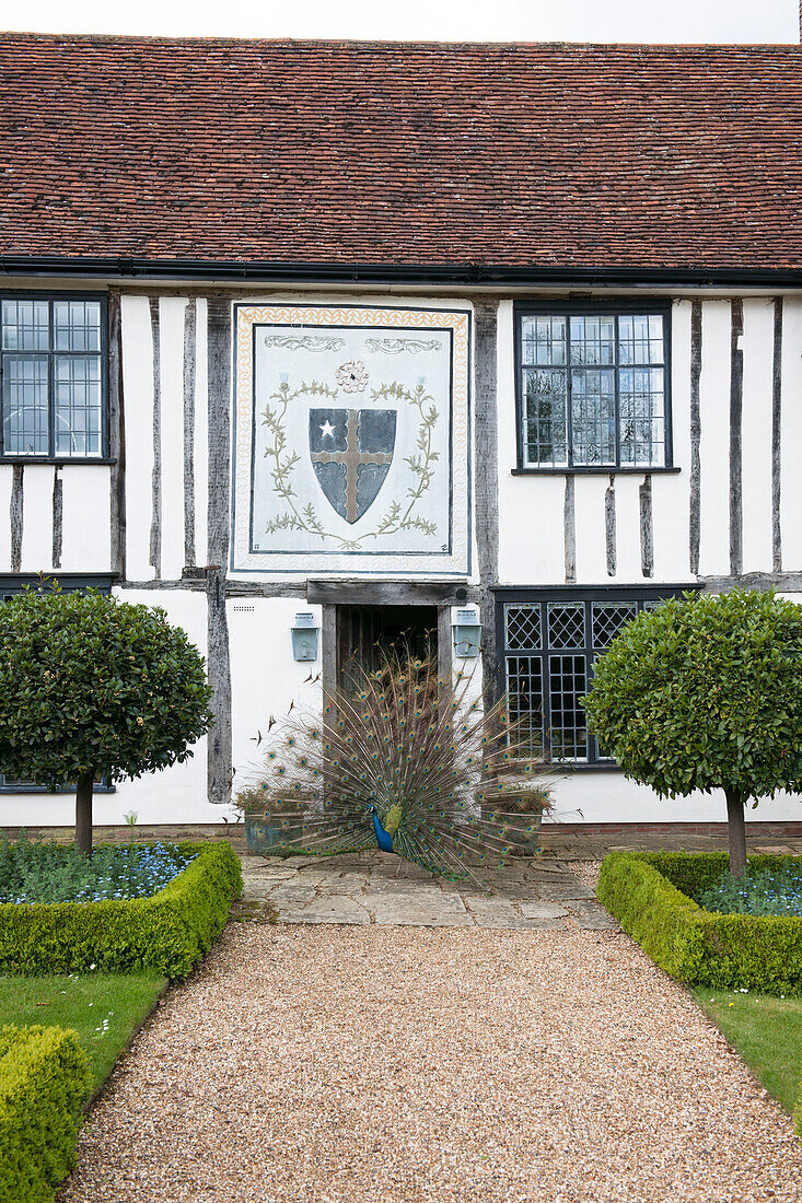 Timber framed exterior of Suffolk house with peacock on gravel footpath  UK
