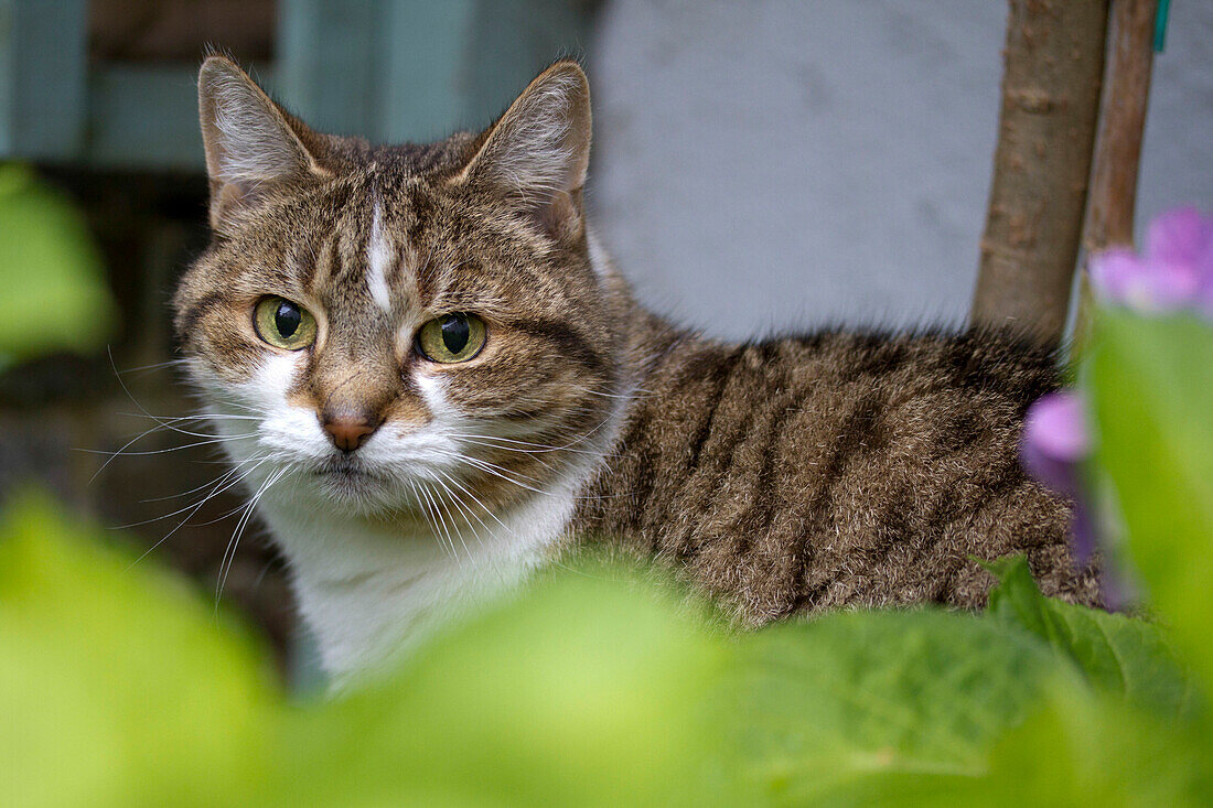 Porträt einer getigerten Katze, Brighton, East Sussex, England, Vereinigtes Königreich