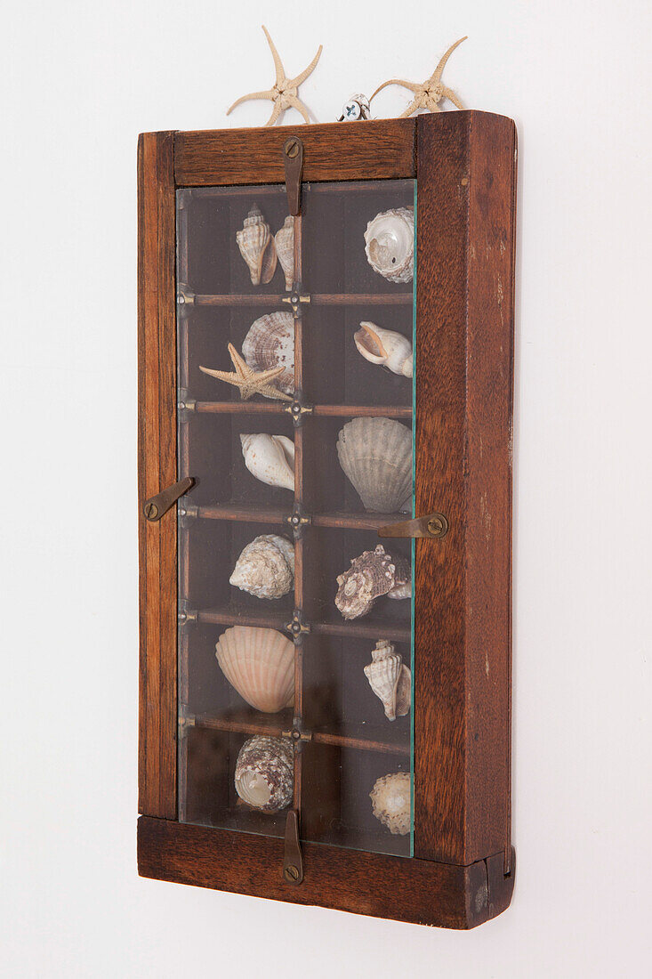 Assorted seashells in glass fronted display cabinet Castro Marim Portugal