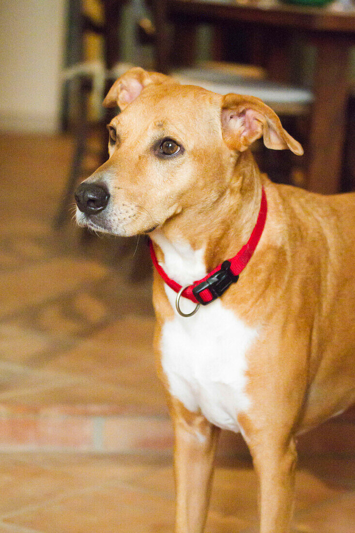 Hund mit rotem Halsband steht in Castro Marim, Portugal