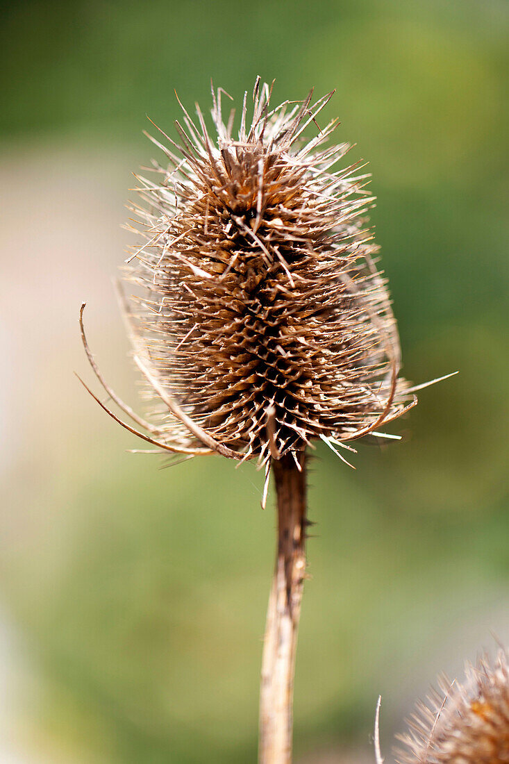 Dried thistle heads in garden of Edwardian West Sussex townhouse England UK