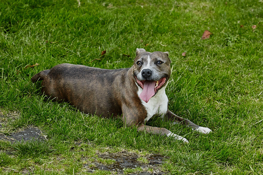 Hechelnder Hund sitzt auf Gras in Brabourne, Kent, UK