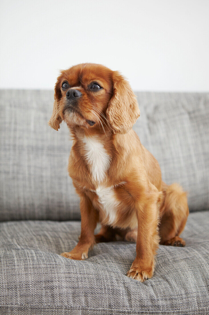 Kleiner Hund auf grauem Sofa in Londoner Wohnung UK