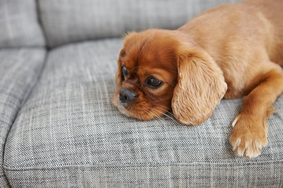 Hund auf grauem Sofa in einer Londoner Wohnung UK