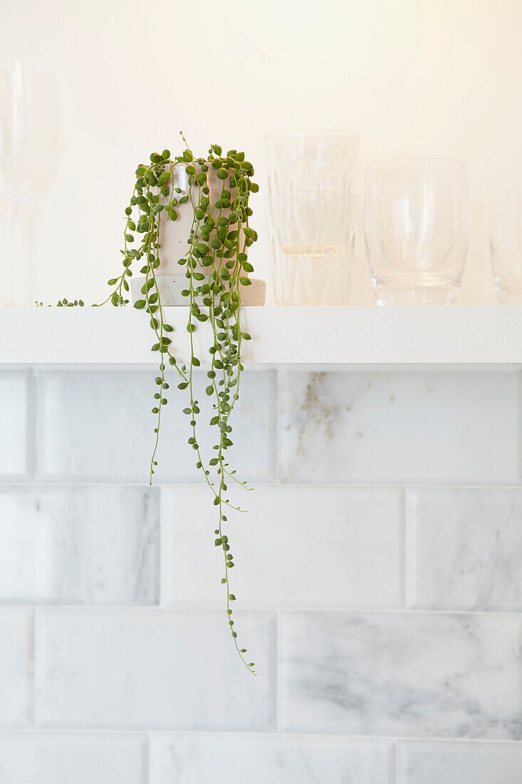 Zimmerpflanze und Gläser auf einem Regal in einer gefliesten Küche in einer Londoner Wohnung UK