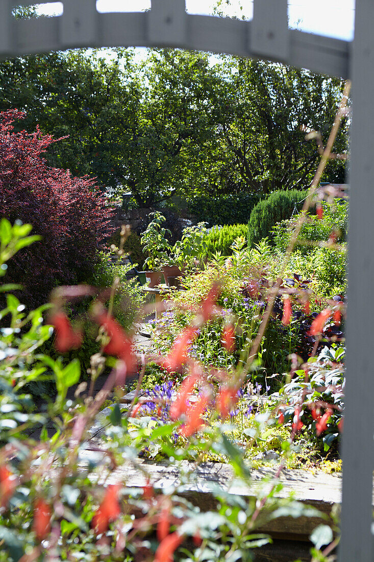 Blick durch die Pforte in den sonnenbeschienenen Garten von Alloa Schottland UK