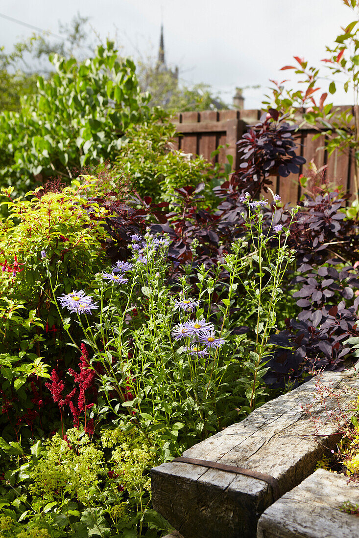 Holzbalken und Zaun mit blühenden Pflanzen im Garten von Alloa, Schottland UK