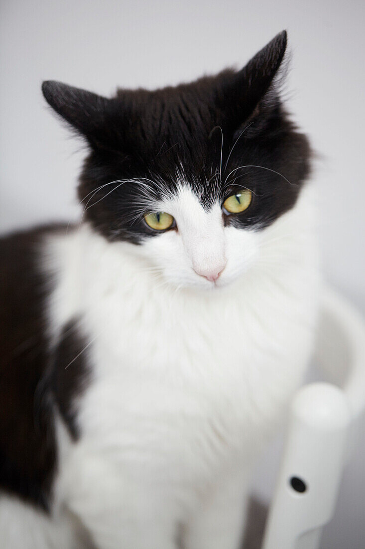 Black and white cat with piercing eyes in Alloa home  Scotland  UK