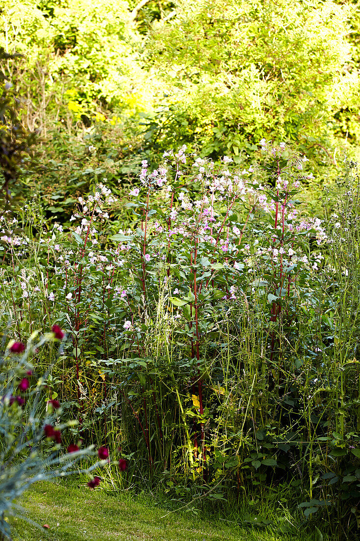 Blühende Pflanzen im Garten von Brabourne, Kent, Großbritannien