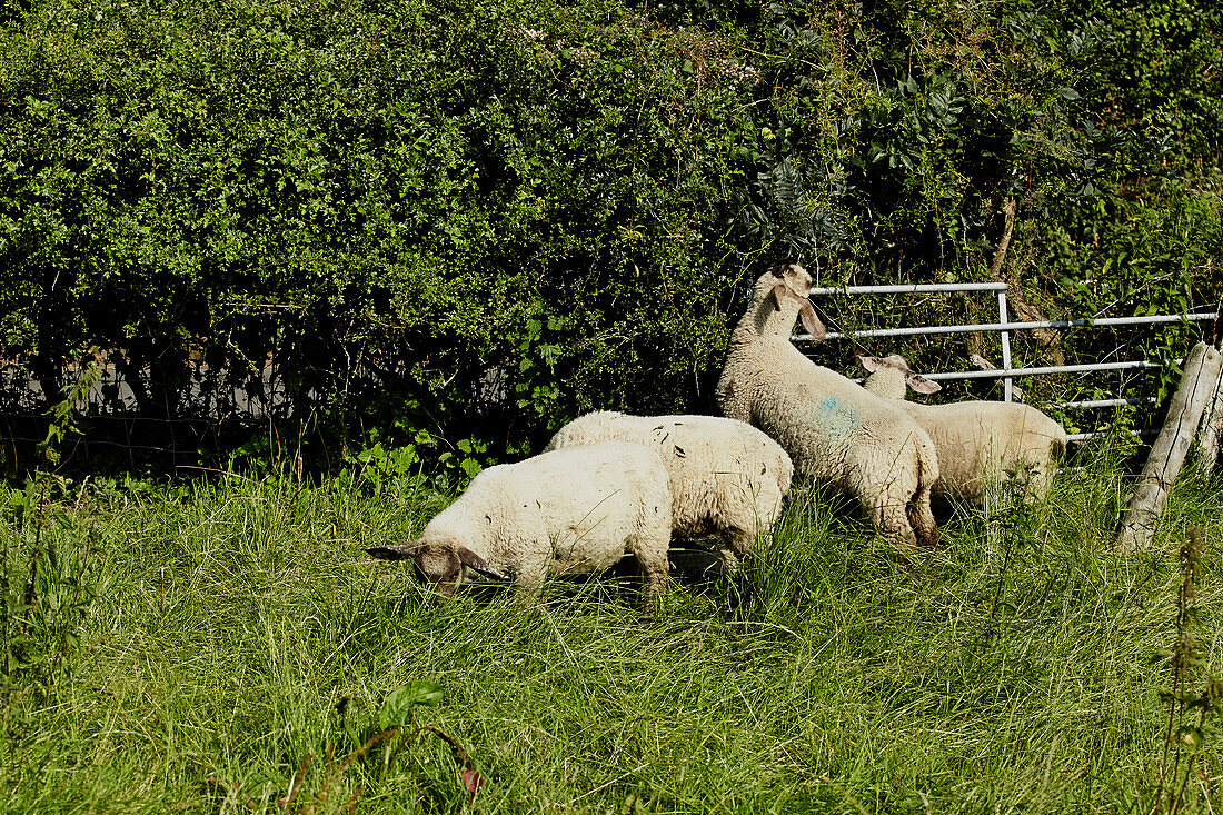 Sheep grazing in Brabourne field,  Kent,  UK
