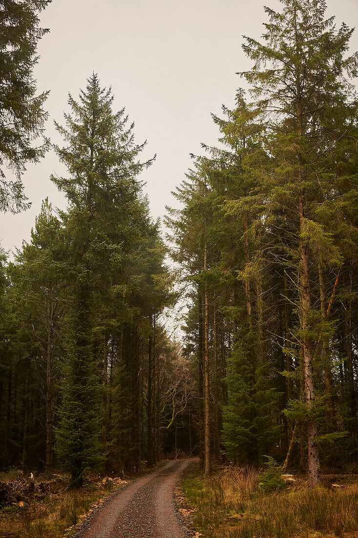 Schotterpiste, die in den Wäldern von Devon verschwindet UK