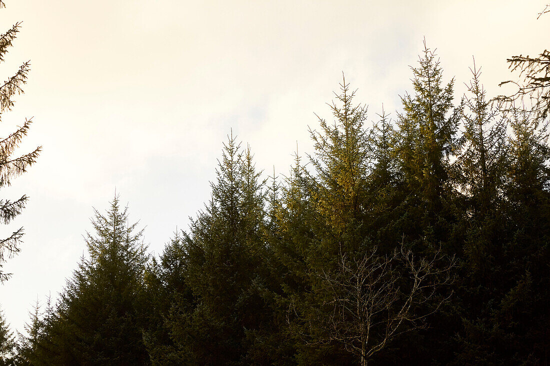 Treetops in Devon woodland  UK