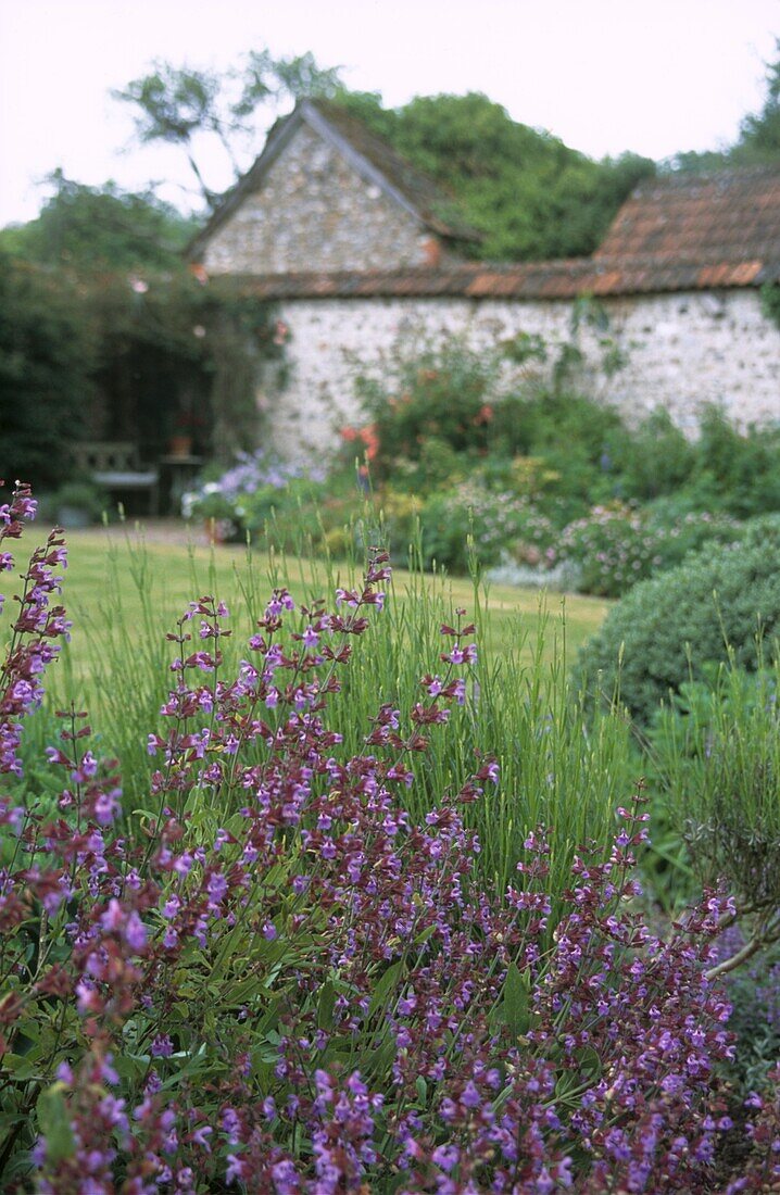 Purple Salvia border in walled garden