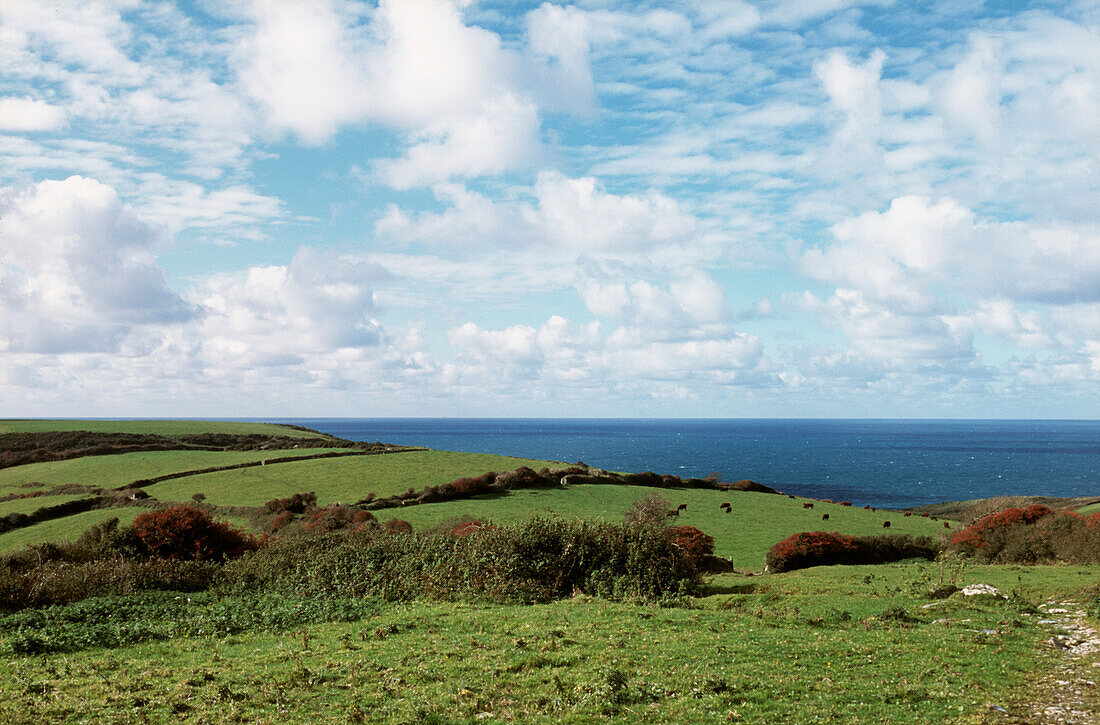 Blick auf ein Feld und die Küste in Cornwall