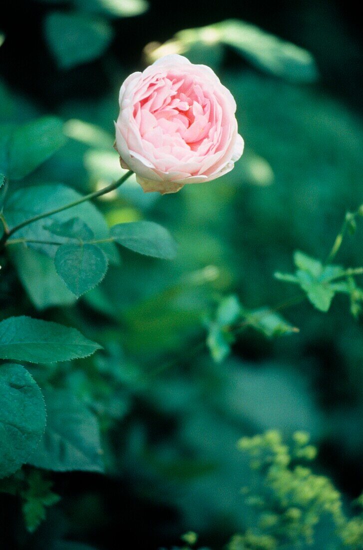 detail of garden rose amongst flowerbed