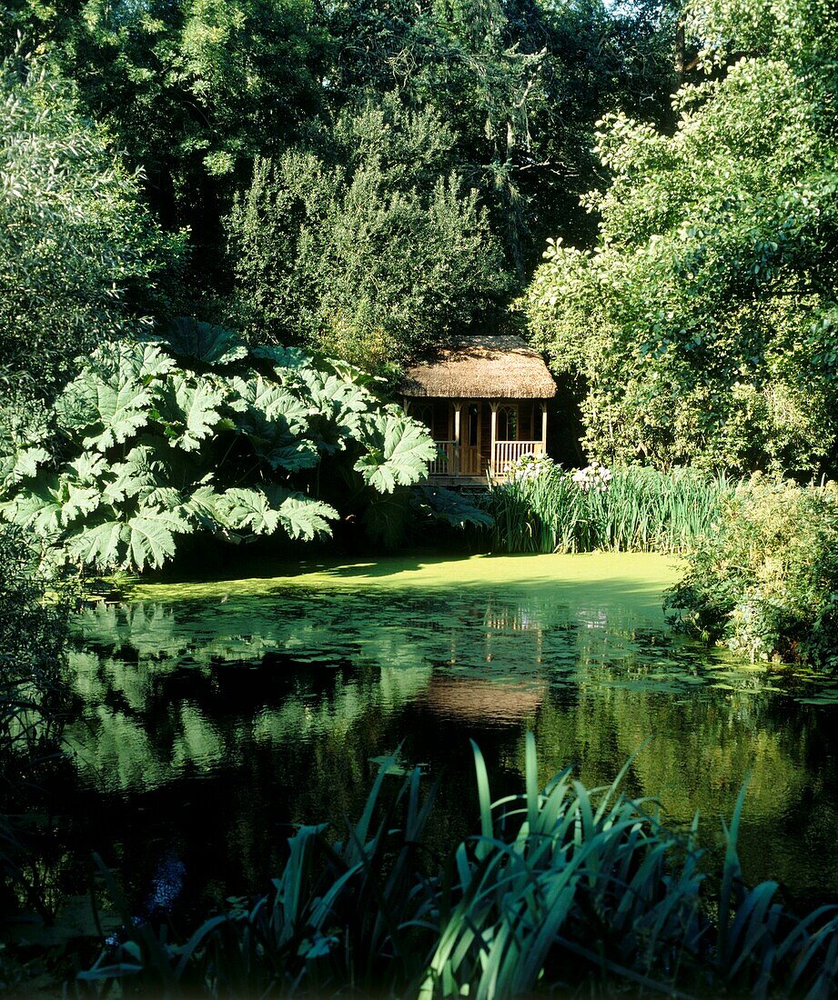 Garden pond with thatched summerhouse surrounded by Gunnera plants