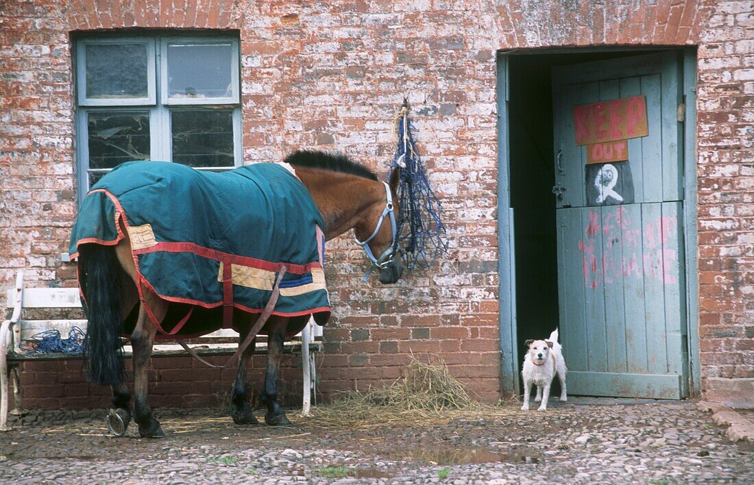 Pferd und Hund vor der Stalltür