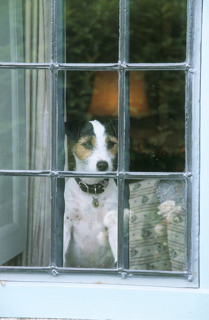 Jack Russell looking out of a window
