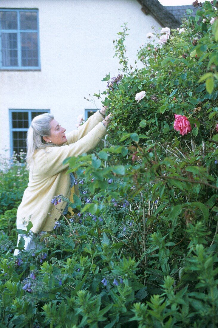 Frau pflückt Rosen im Blumengarten