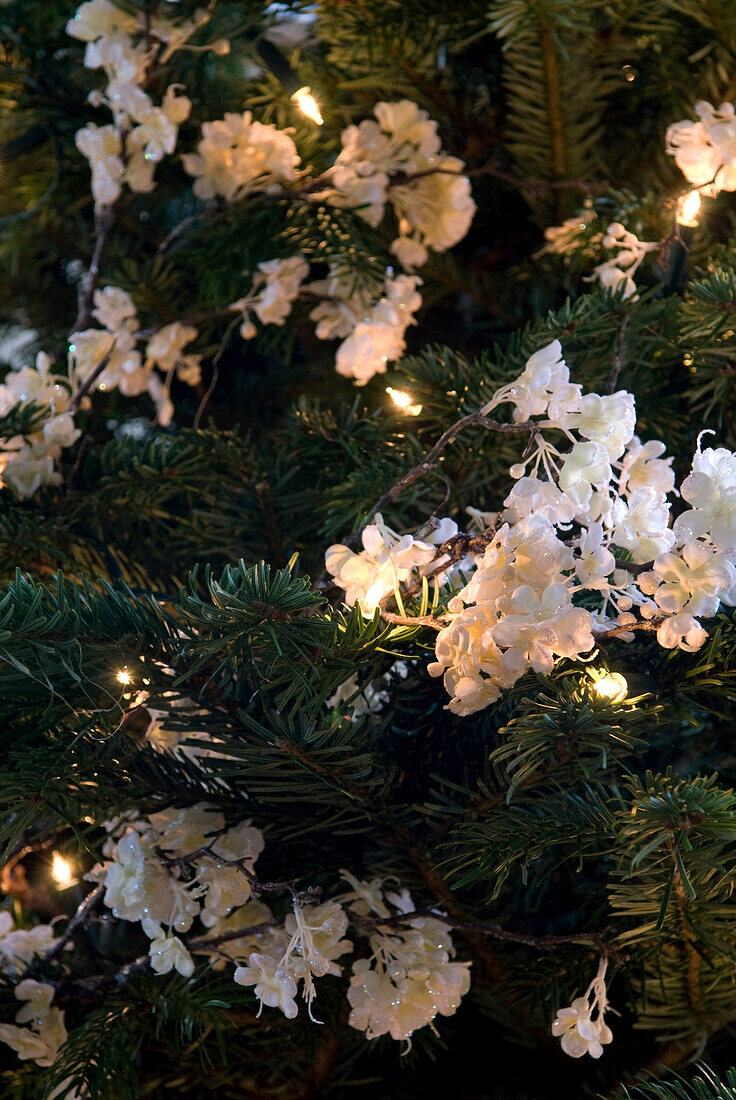 White blossom and fairylights on pine Christmas tree