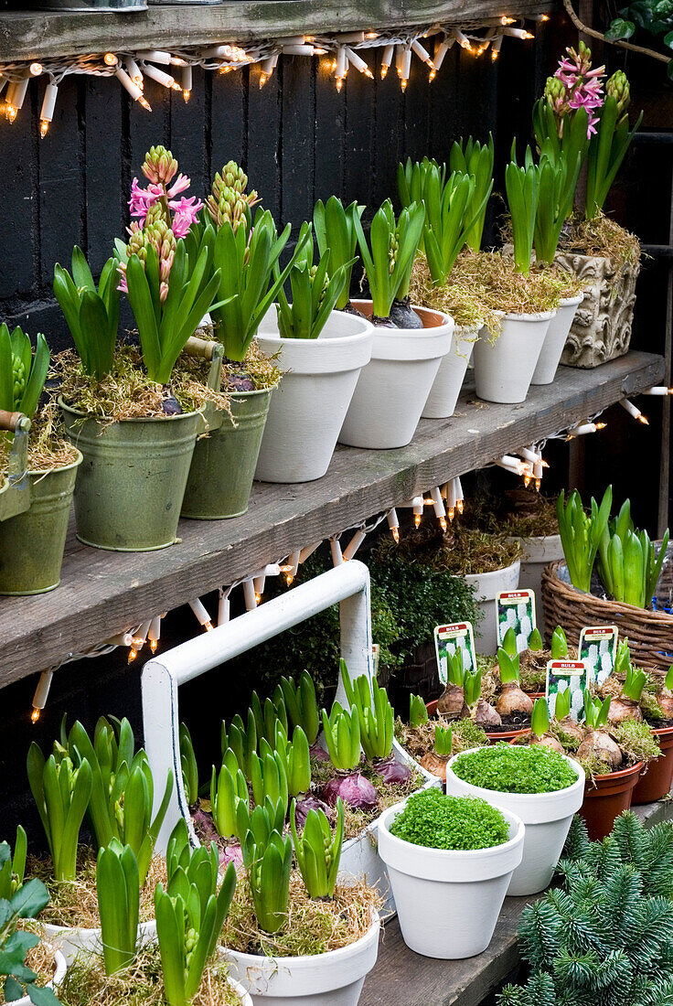 Crocuses in pot plants on wooden shelving