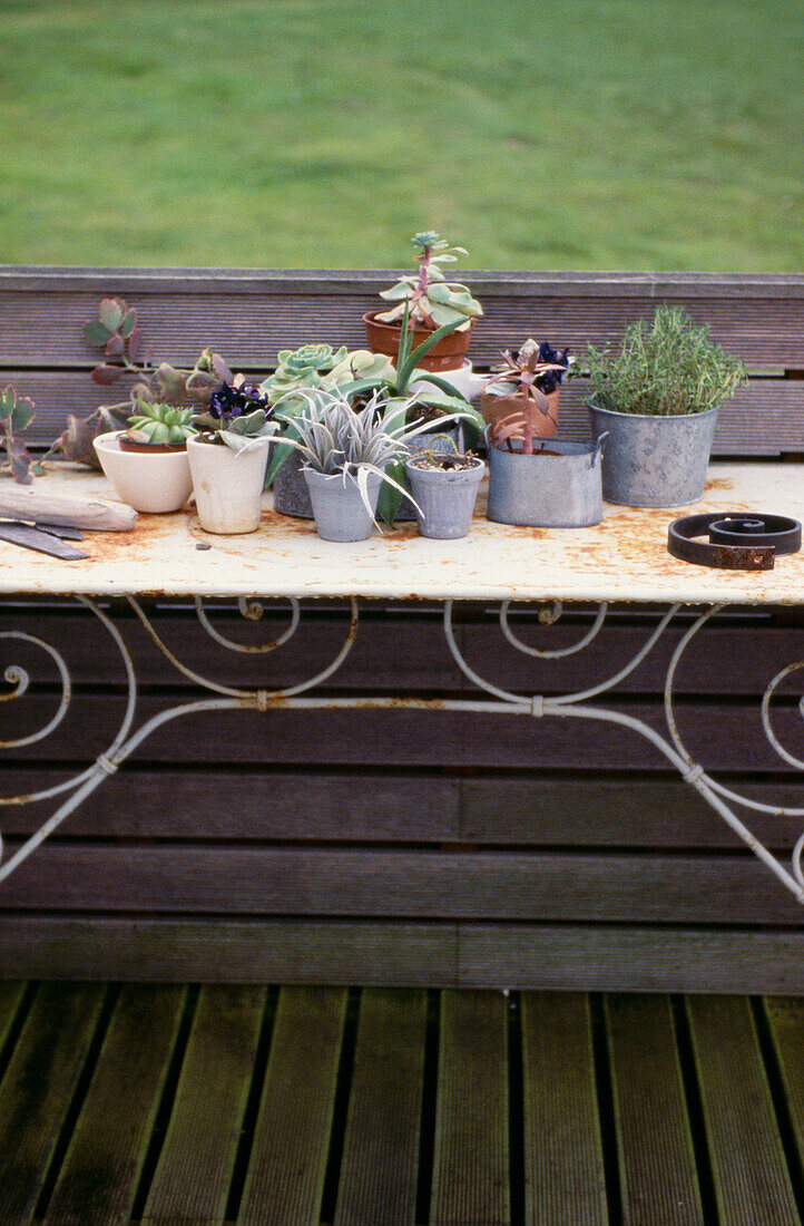 Topfpflanzen auf einem rostigen schmiedeeisernen Tisch