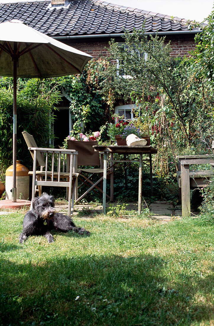 Lurcher sitzt im Gras neben den Möbeln im Garten eines Edwardianischen Backsteinhäuschens