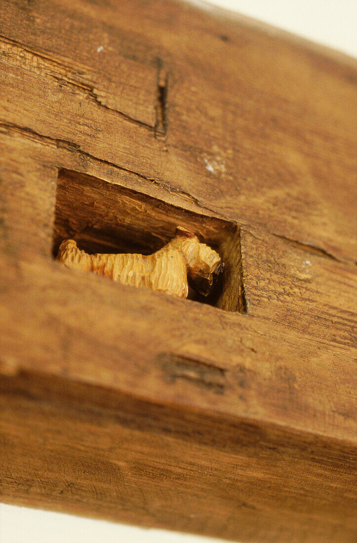Carved wooden dog in beam
