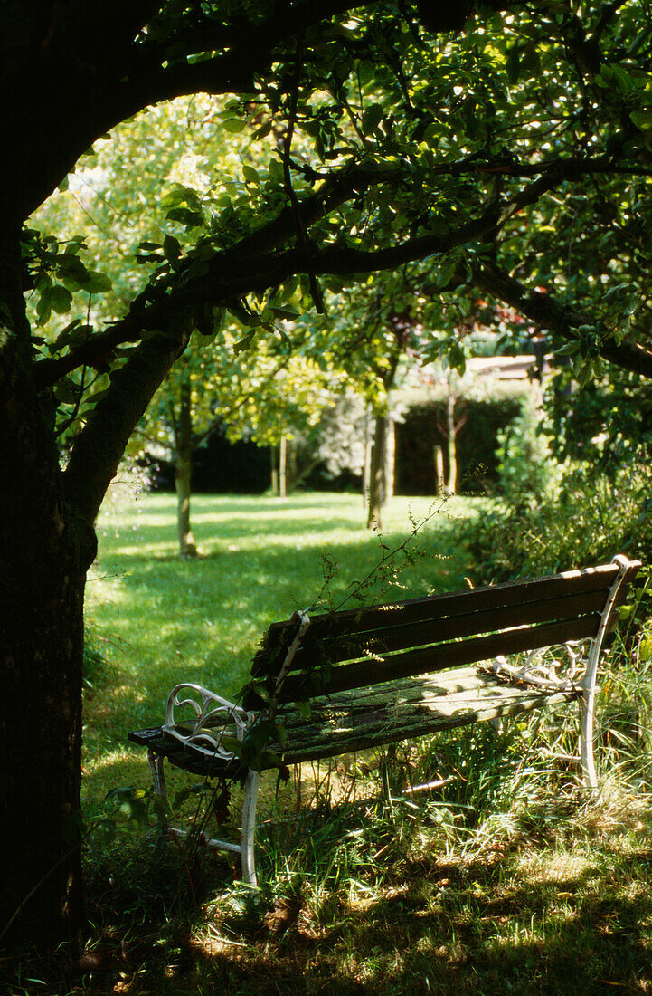 Sitzbank unter einem Baum im Garten in Suffolk