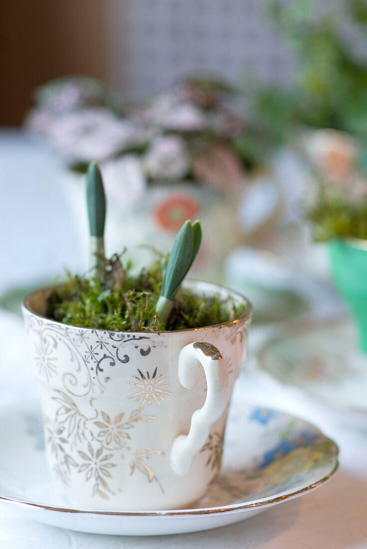 Vintage Tassen und Untertassen mit Frühlingszwiebeln als Tischdekoration bepflanzt