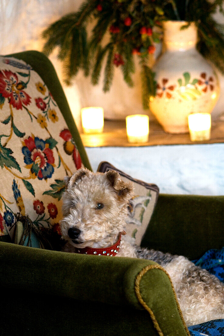 Fox terrier dog sitting in an armchair beside the fire with candles